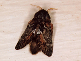 Anadiasa affinis